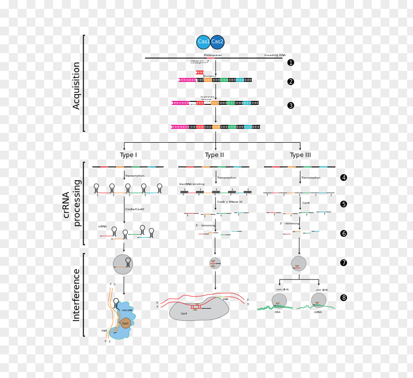 CRISPR RNA Interference Cas1 Cas9 PNG