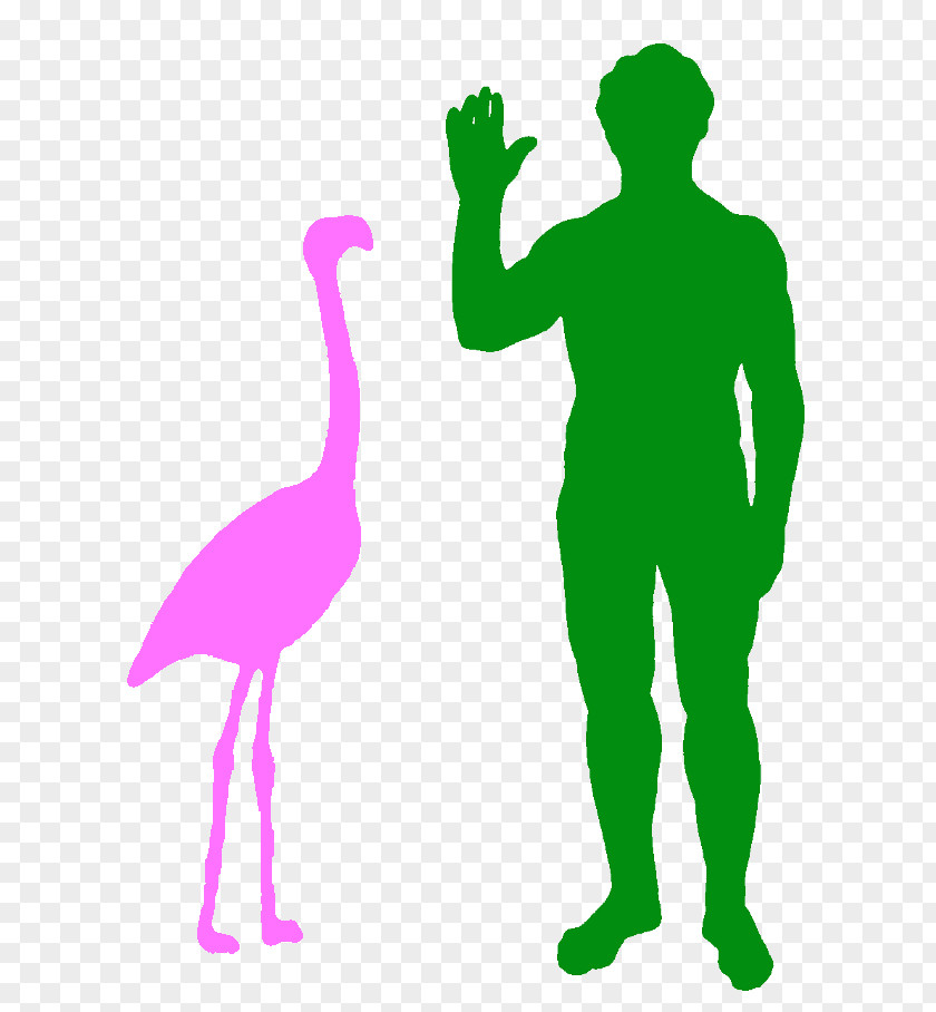Flamingos Cat Thescelosaurus Eoraptor Lunensis Heterodontosaurus Velociraptor PNG