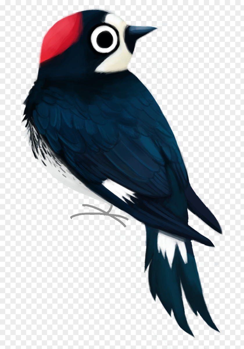Gila Woodpecker Acorn Clip Art Woody PNG