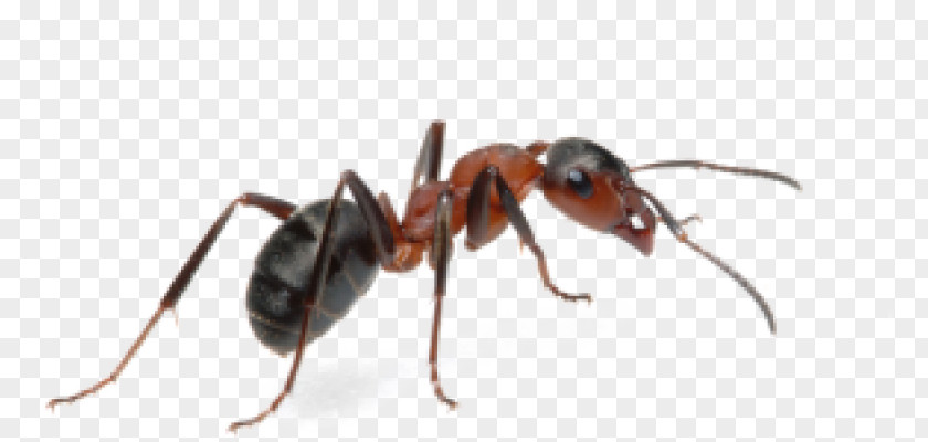 Insect Ant Clip Art Pest PNG