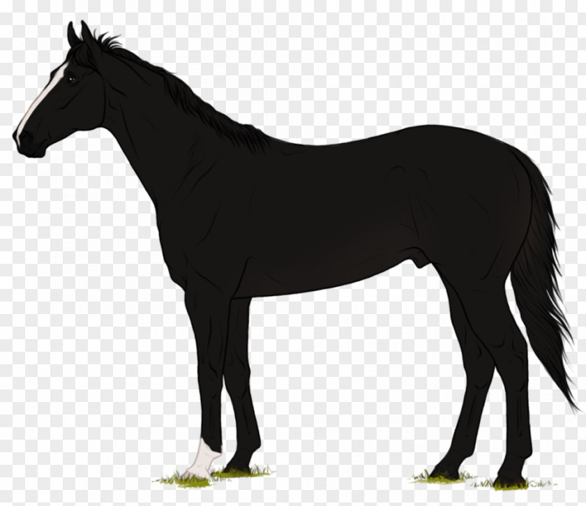 Thoroughbred Andalusian Horse Black Rearing Dobermann PNG