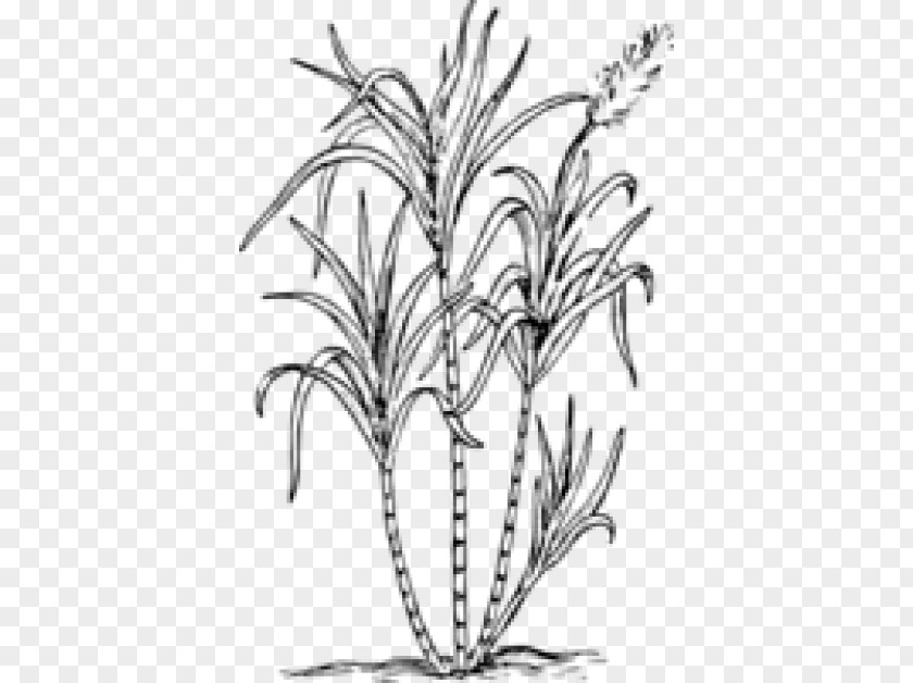 Tree Grass Drawing Of Family PNG