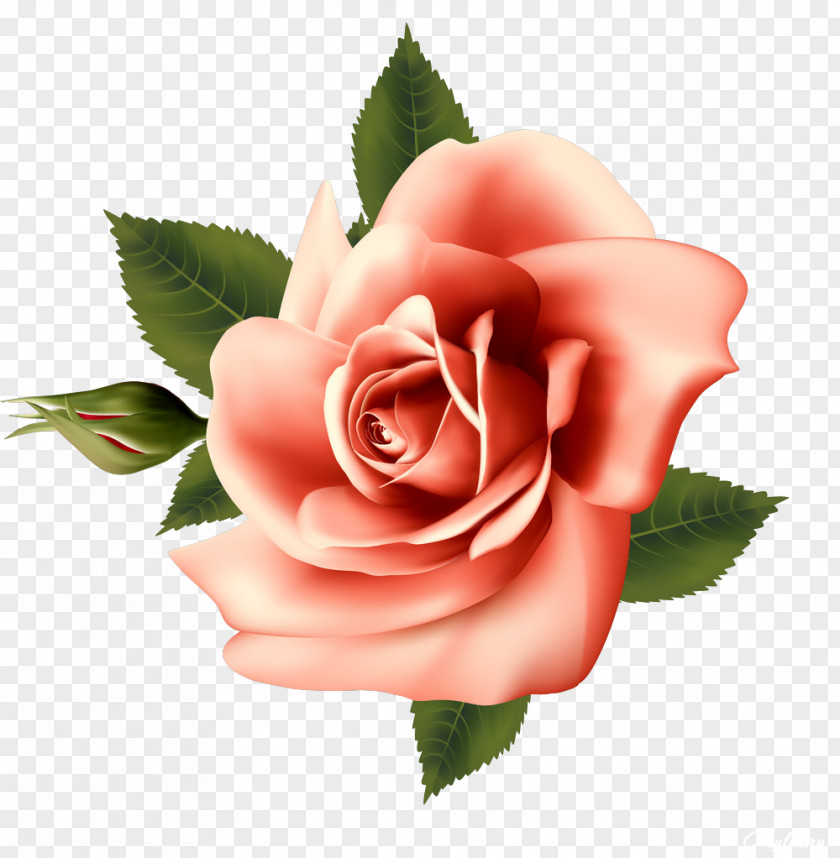 Beautiful Roses Garden Centifolia Rosa Chinensis Floribunda Flower PNG