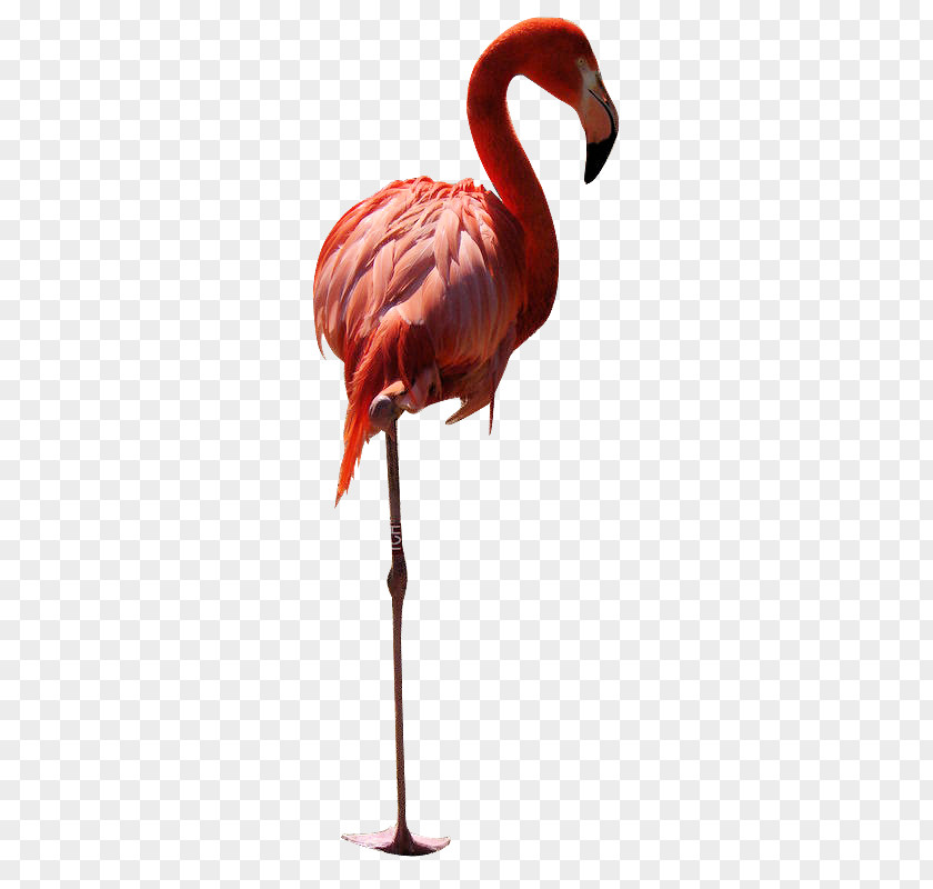 Flamingo Bird Greater Owl American PNG