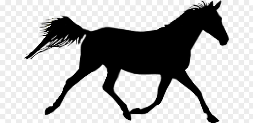 Foal Australian Stock Horse Equestrian Clip Art PNG