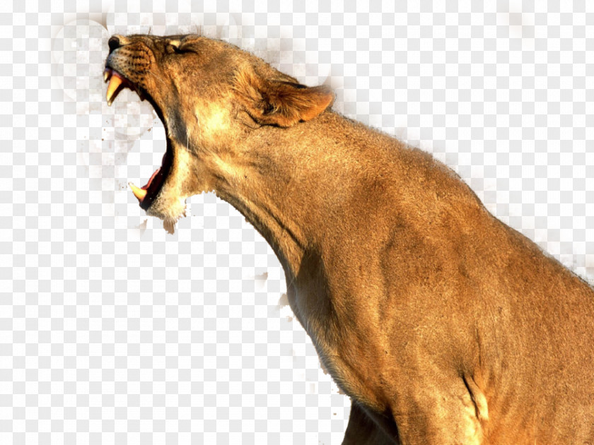 Lion Image Cougar PNG