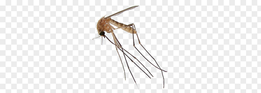 Mosquito PNG clipart PNG