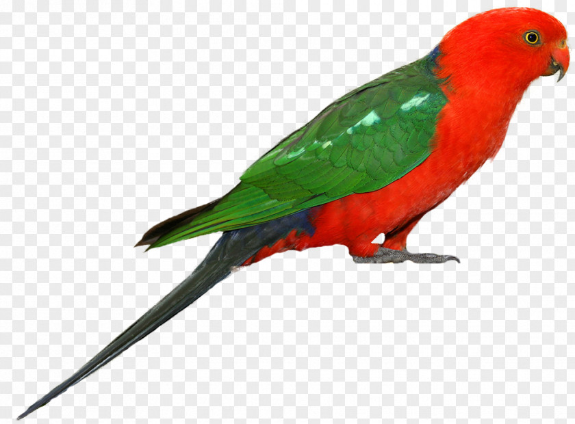 Parrot Australian King Bird Clip Art PNG