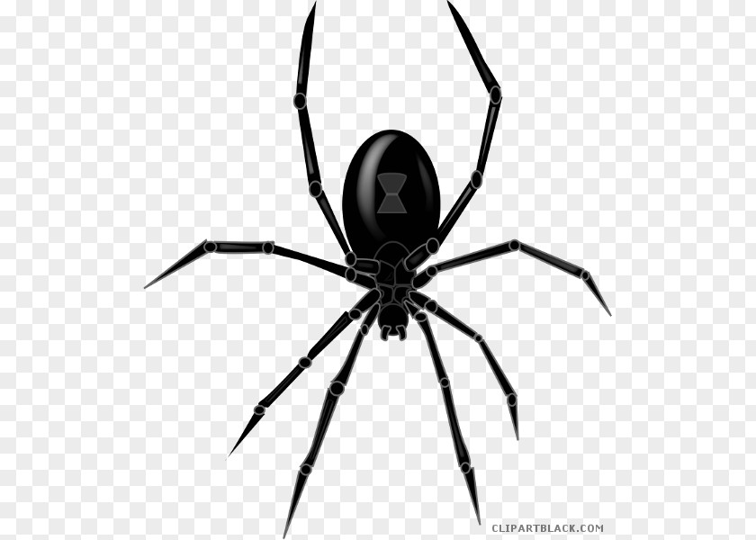 Spider Southern Black Widow Clip Art Image PNG