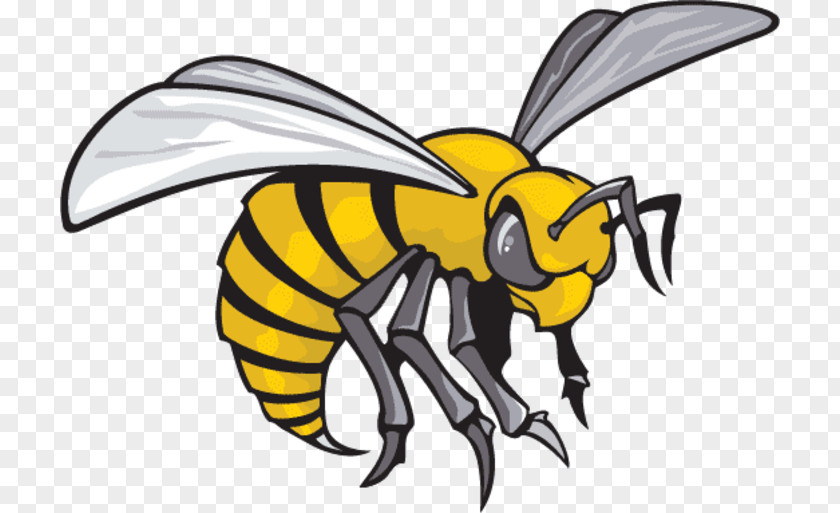 American Football Alabama State University Hornets Men's Basketball Women's Kennesaw Owls PNG