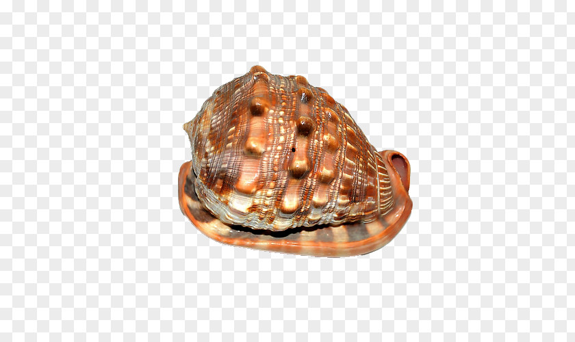 Conch Shell Cockle Seashell Sea Snail PNG