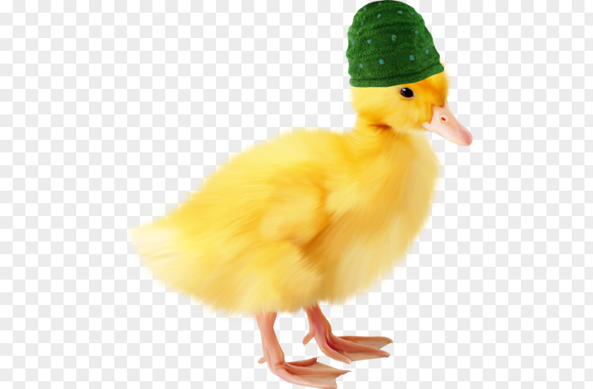 Duck Domestic Icon PNG