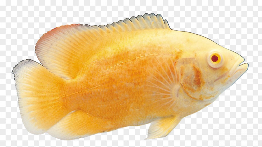 Ornamental Fish Common Carp Carassius Auratus PNG