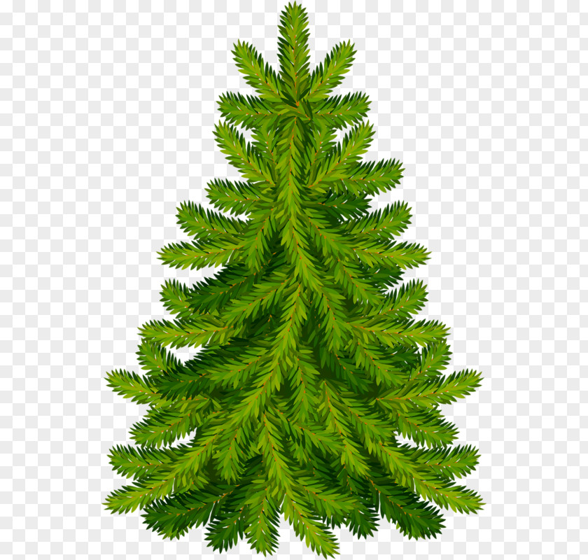Christmas Tree Fir Pine PNG