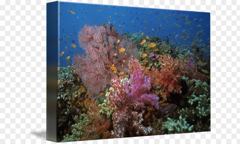 Coral Reef Stony Corals Fish Ecosystem PNG