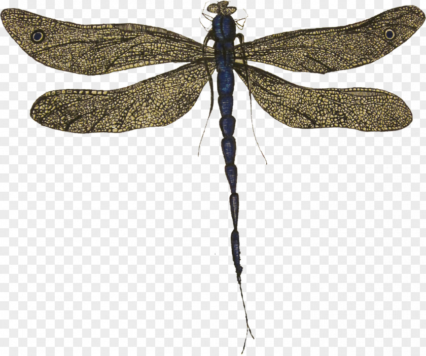Dragon Fly Butterfly Dragonfly Pterygota Arthropod Animal PNG