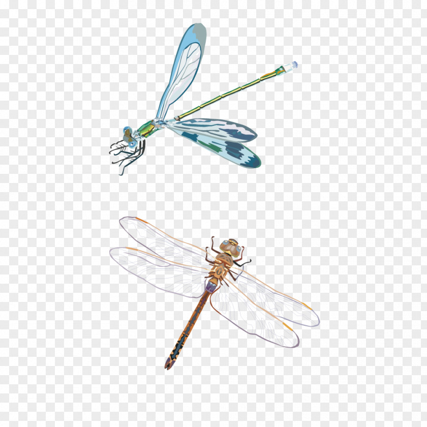 Dragonfly Vector Material Insect PNG