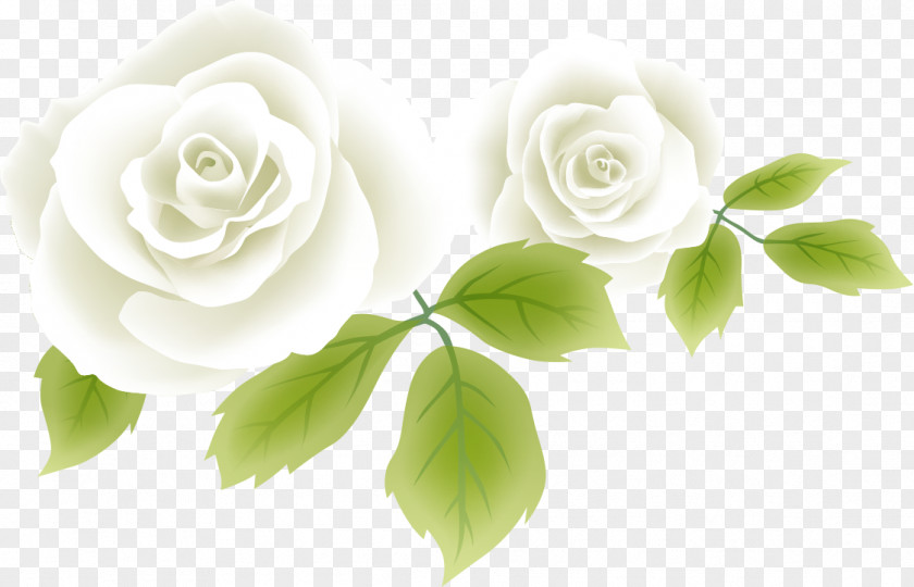 Flower Garden Roses Cabbage Rose White PNG