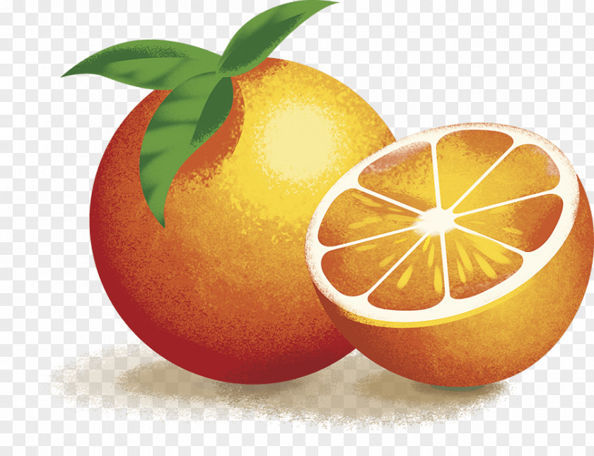 Grapefruit Blood Orange Clementine Lemon Mandarin PNG