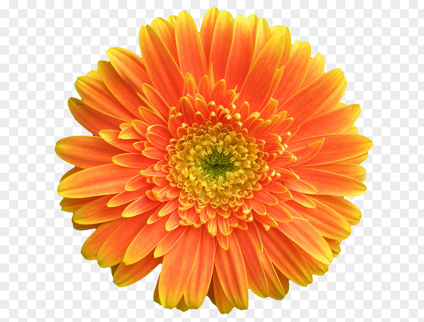 Marigold Gerbera Jamesonii Orange Flower Stock Photography Common Daisy PNG