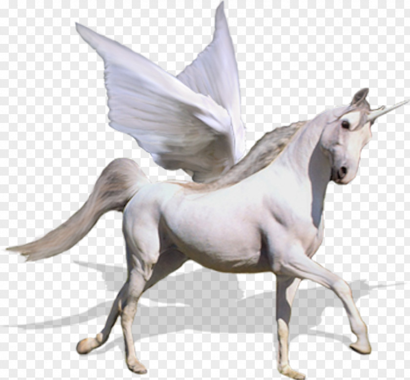 Unicorn Background Horse Caballo Alado PNG