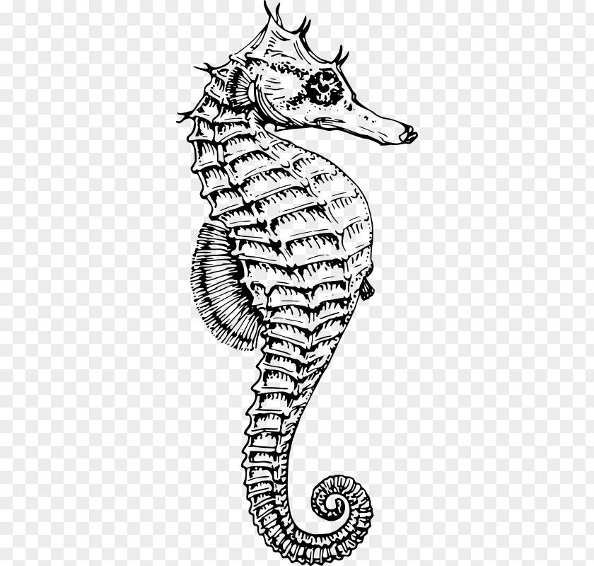 White's Seahorse Drawing Dwarf Clip Art PNG