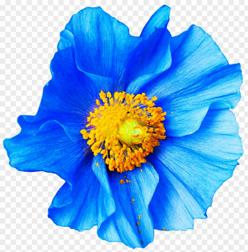 Anemone Poppy Flower Blue Papaver Nudicaule Petal PNG