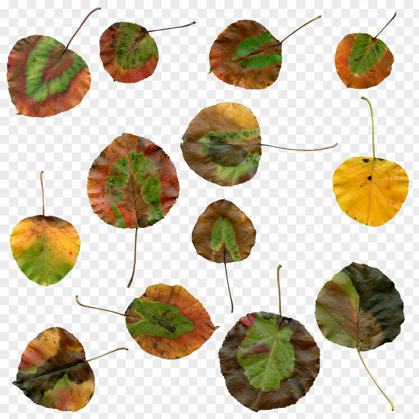 Autumn Leaves Leaf Color Plant PNG