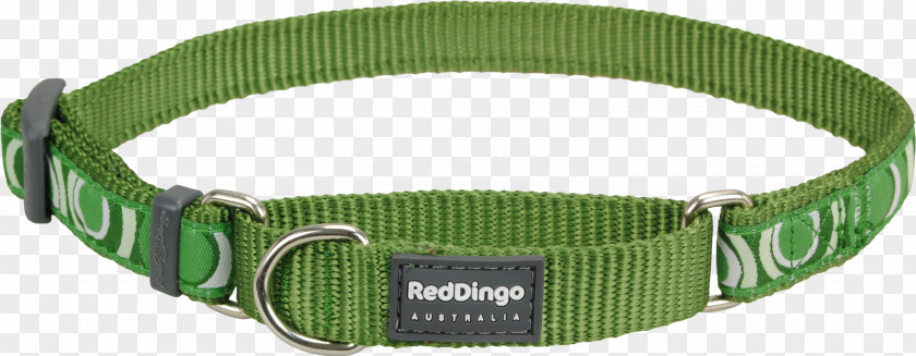 Collar Dingo Dog Martingale Leash PNG