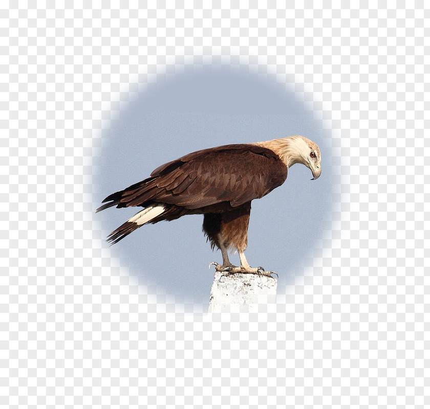Eagle Bald Accipitridae Hawk Vulture Falconiformes PNG