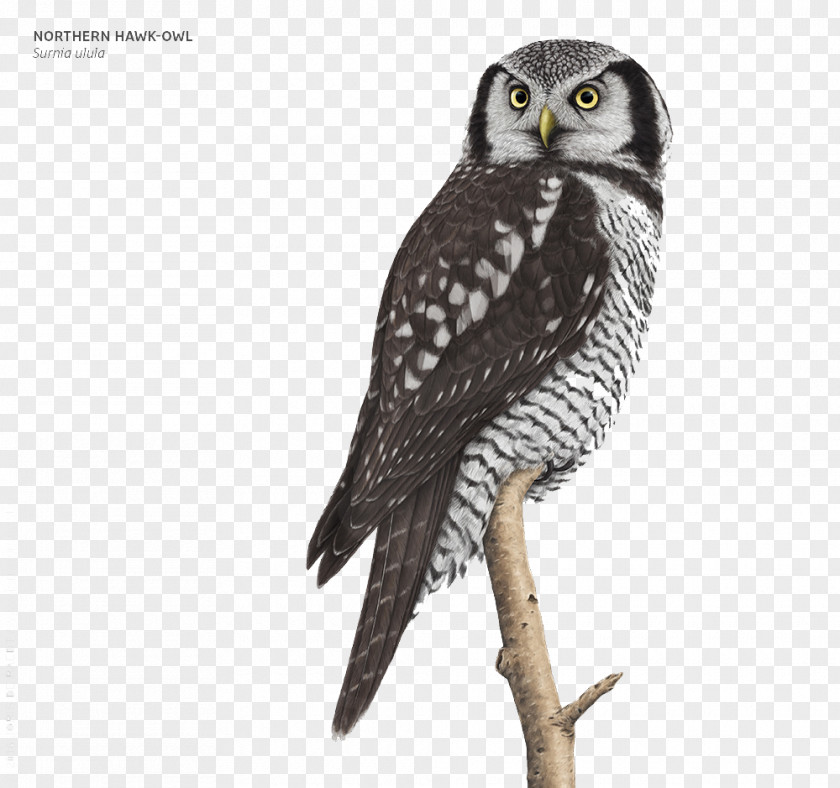 Eagle Feather Tree Branch Great Grey Owl Bald Bird PNG