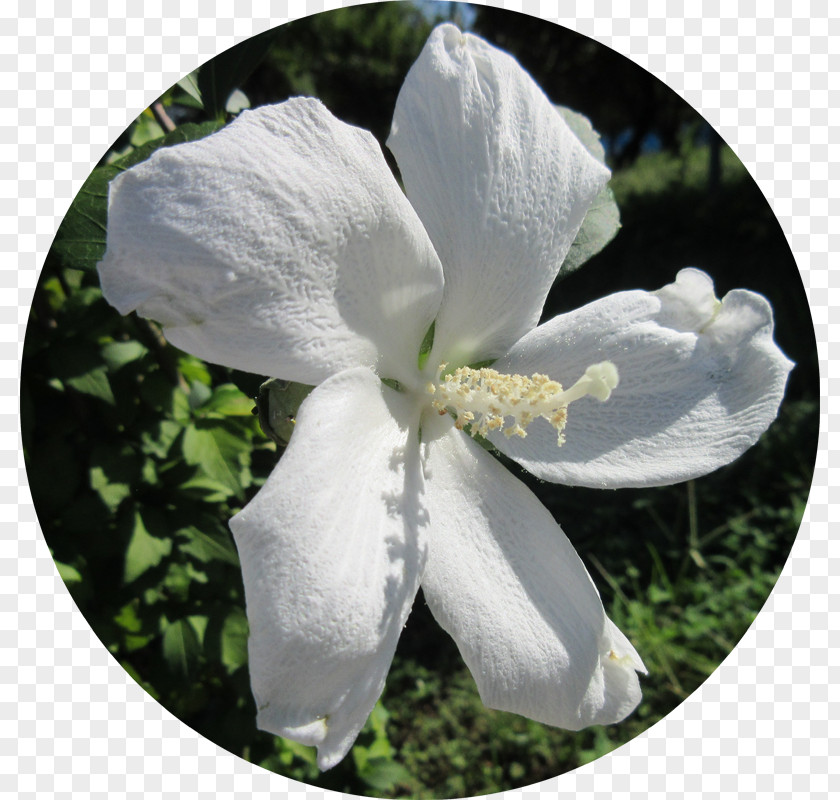 Hibiscus Syriacus Flowering Plant Wildflower PNG