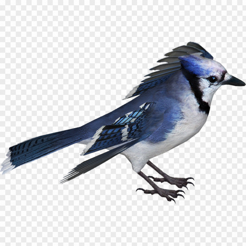 Jay Z Bird Blue Crows American Sparrows PNG