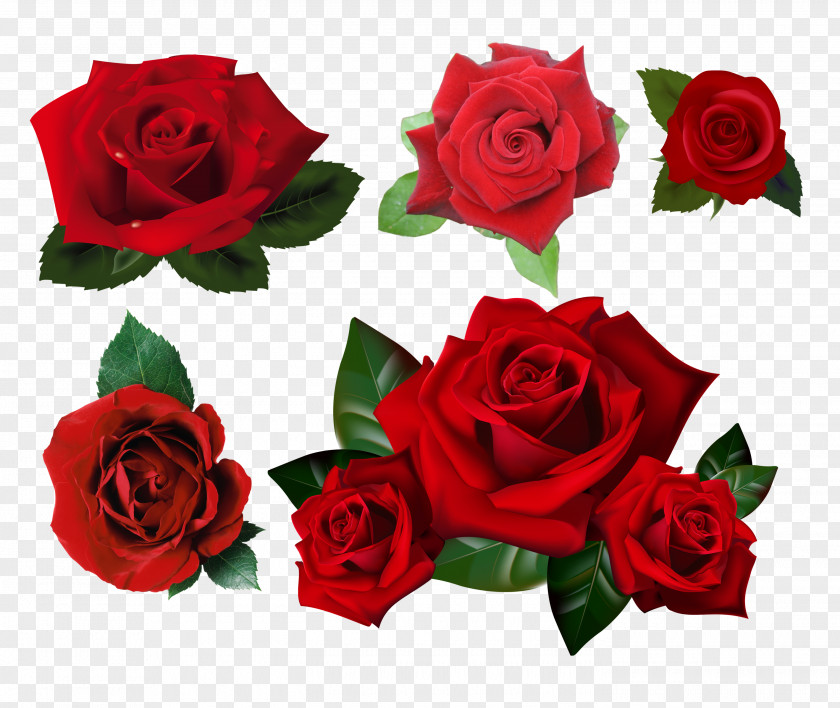 Rose Desktop Wallpaper Clip Art PNG