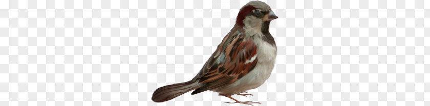 Sparrow PNG clipart PNG