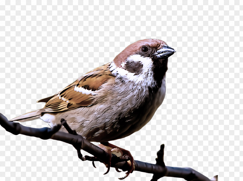 Chipping Sparrow Song Bird House Beak Finch PNG