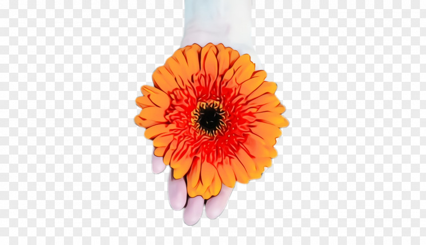 Flowering Plant Daisy Family Orange PNG