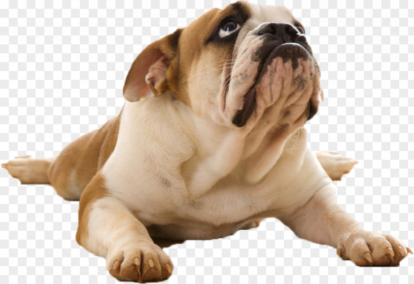 Puppy Bulldog Desktop Wallpaper Pet Smith Brothers Agency PNG