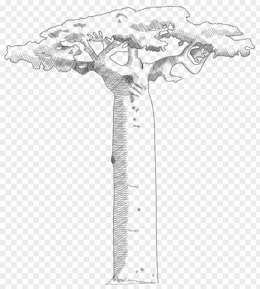 Adansonia Digitata Arbre Bouteille Tree Savanna Canopy PNG
