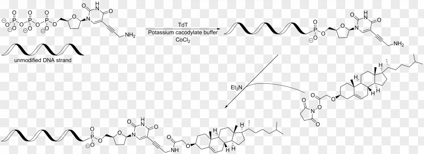 Chemical Modification Cholesterol DNA Nucleic Acid Amide PNG