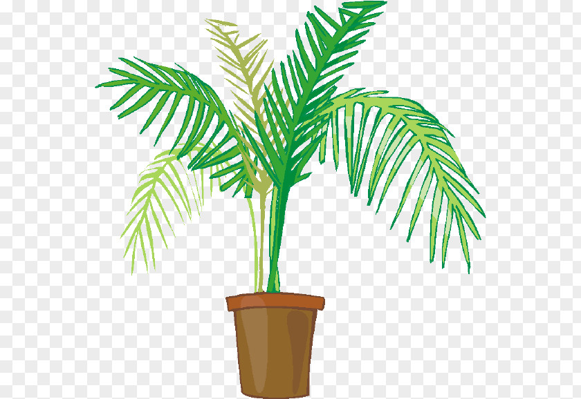 Cycad Date Palm Tree Drawing PNG