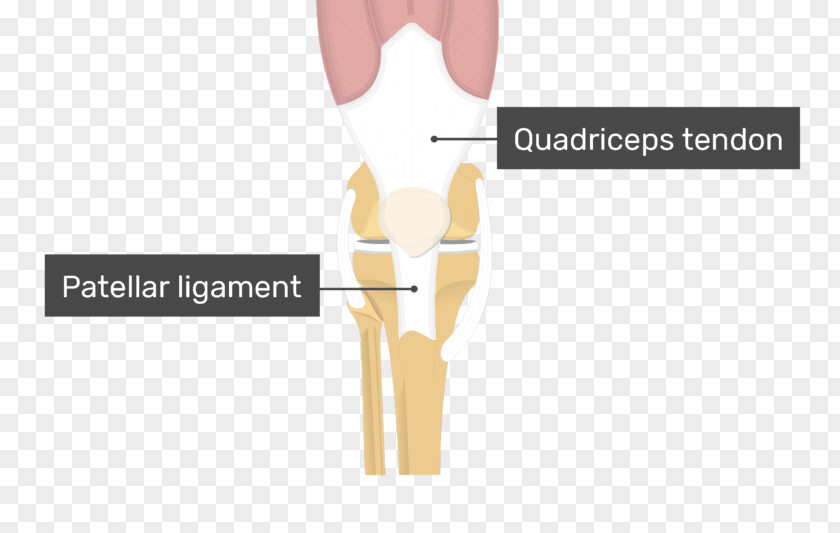 Patellar Tendinitis Shoulder Ligament Knee Quadriceps Femoris Muscle PNG