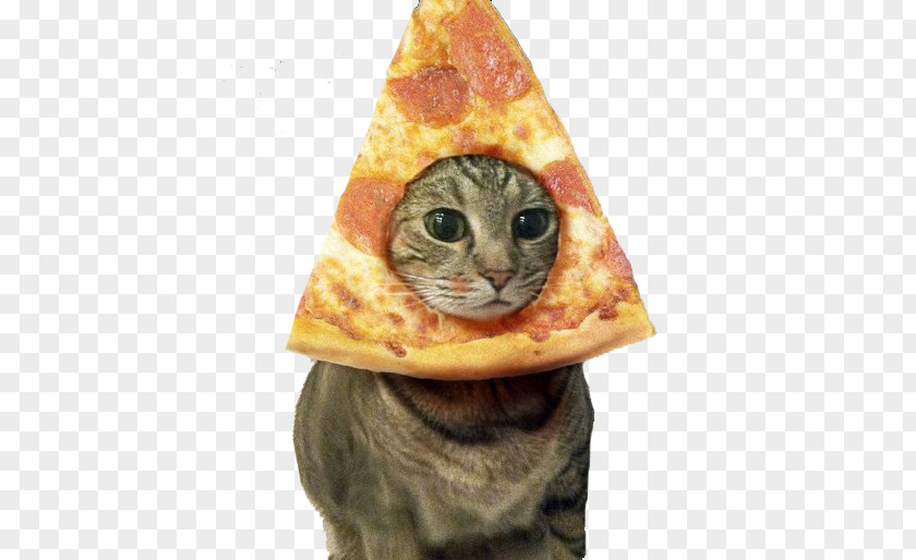 Pizza Persian Cat Kitten Lolcat Pusheen PNG
