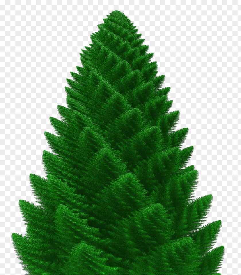 Christmas Tree Spruce Fir Pine Evergreen PNG