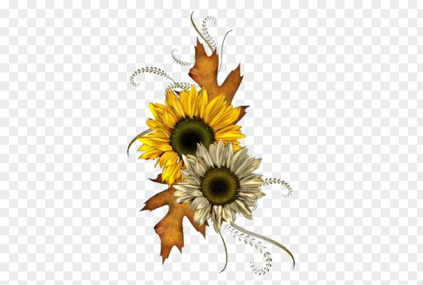 Chrysanthemum Common Sunflower Autumn Clip Art PNG