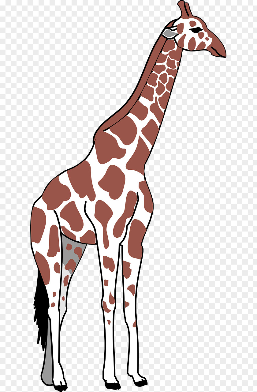 Giraffe Neck Greater Rhea Clip Art PNG