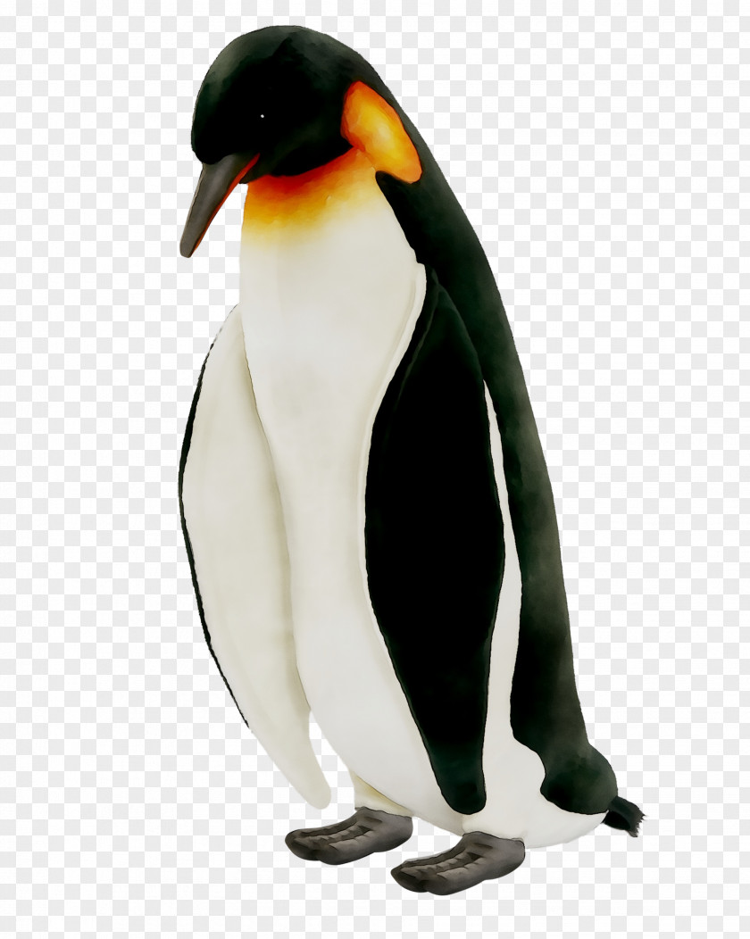 King Penguin Neck Beak PNG
