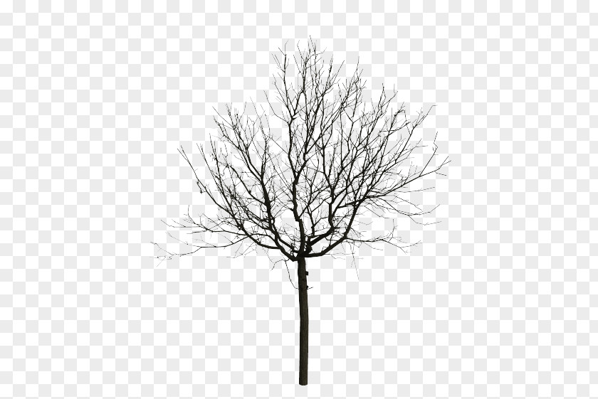 Love Tree Black And White Eastern Walnut PNG