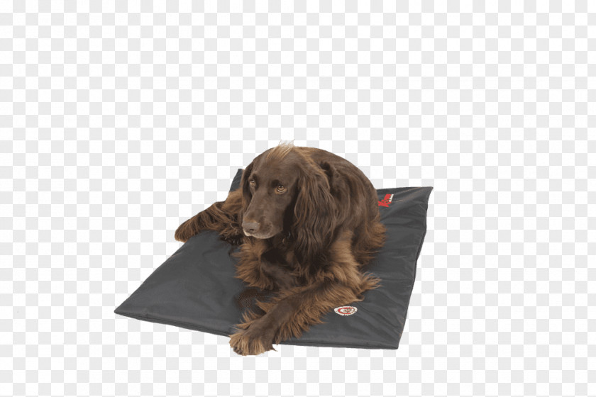 Puppy Boykin Spaniel Sussex Field Irish Setter Cockapoo PNG