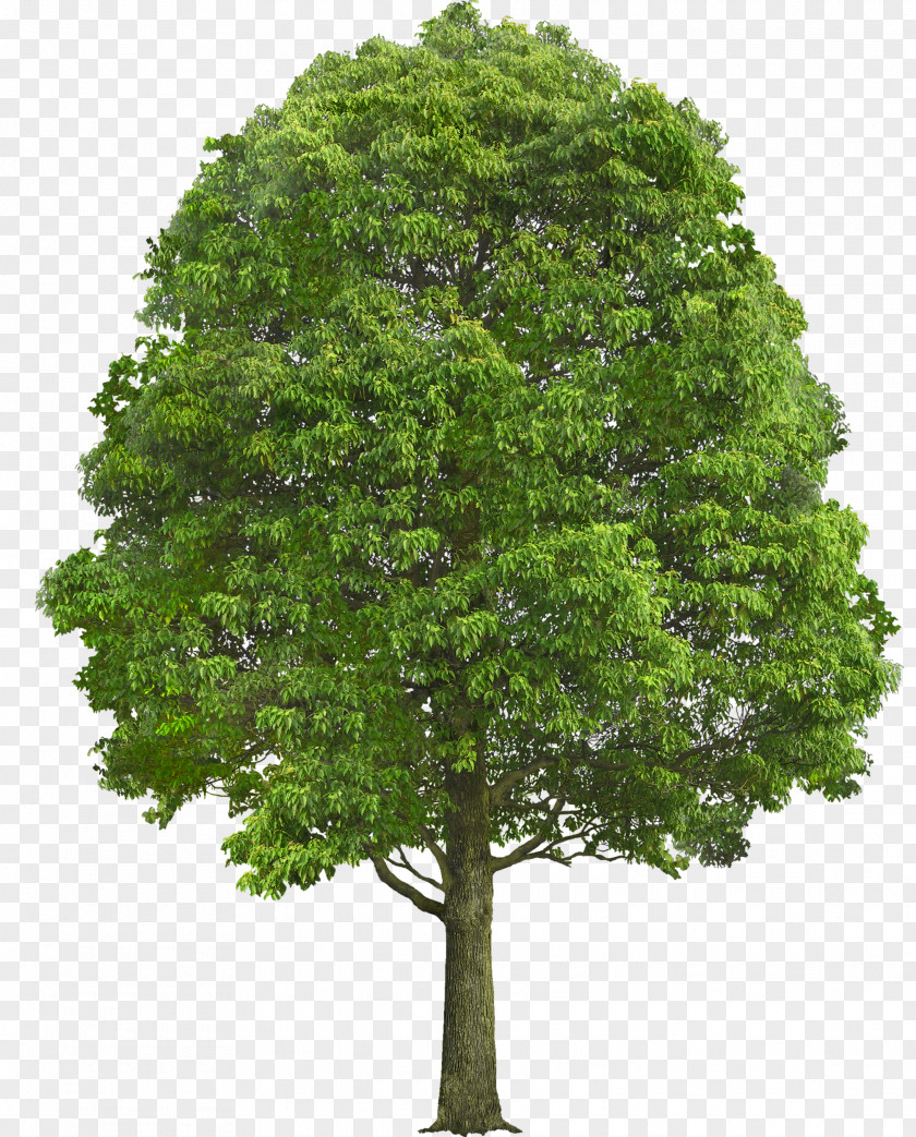Tree Oak Shrub Plant Clip Art PNG